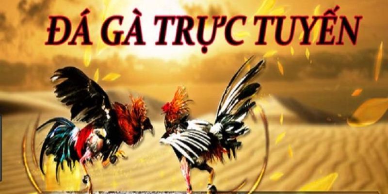Đá gà trực tuyến