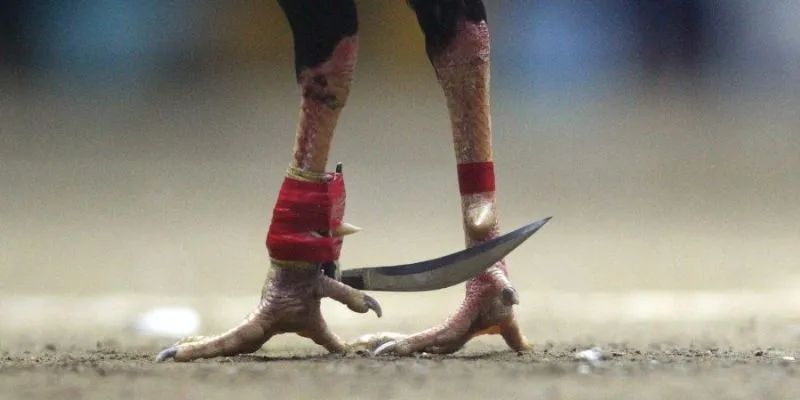 Cách chơi đá gà cựa dao philippines