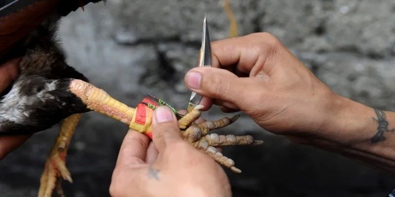 Cách chơi đá gà cựa dao philippines